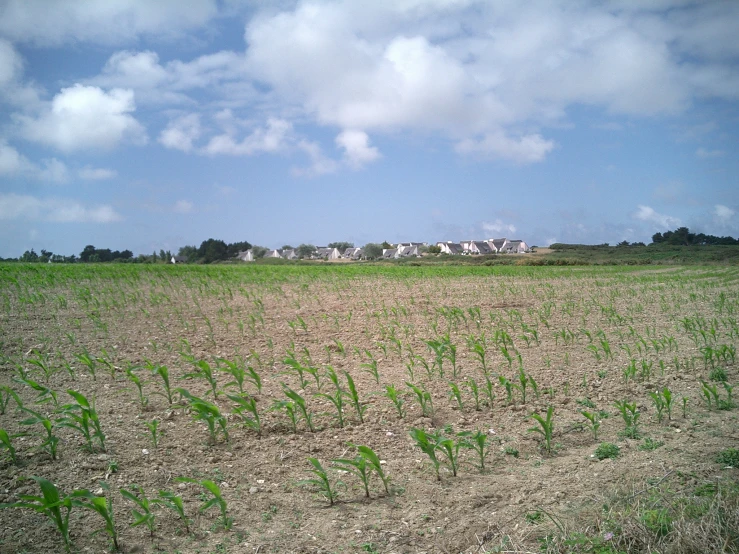 a field with lots of green and yellow plants in it