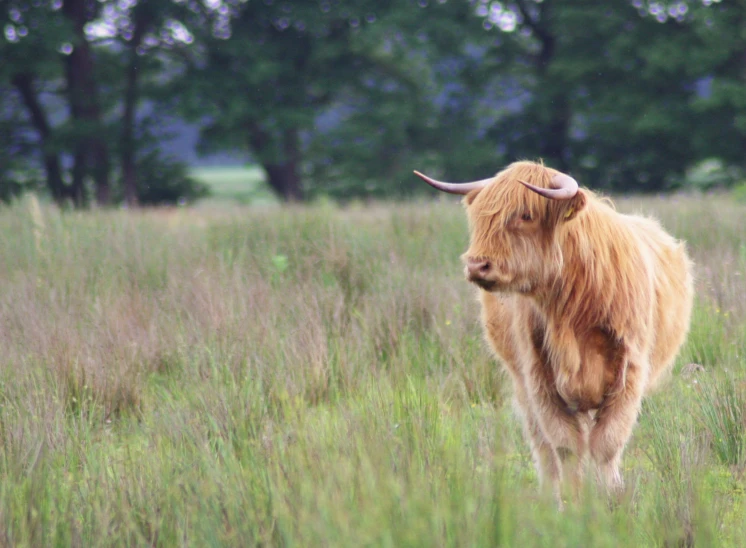 an ox in a grassy field with trees in the background