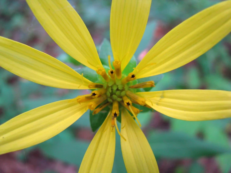 the petals of a yellow flower are almost gone