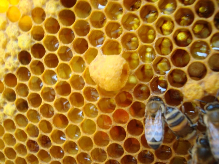 bees on a honeycomb with bubbles and bee holes