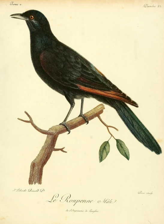 a black bird on a nch with leaves