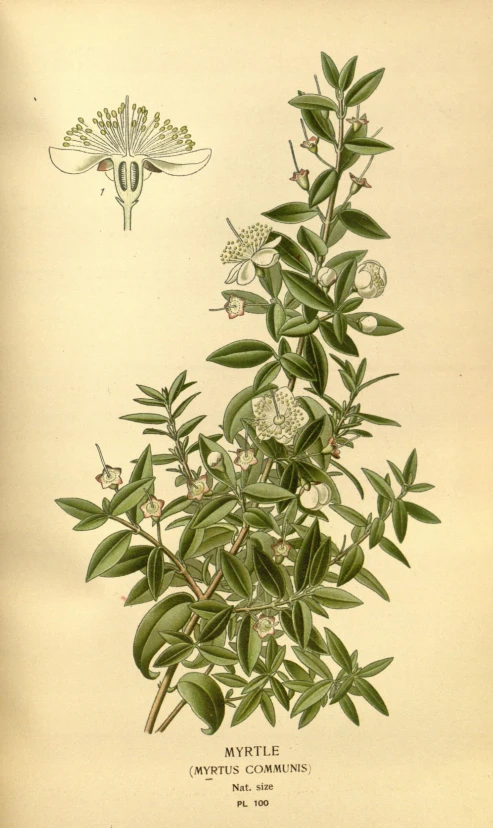 an engraving of the flowers and leaves of a plant