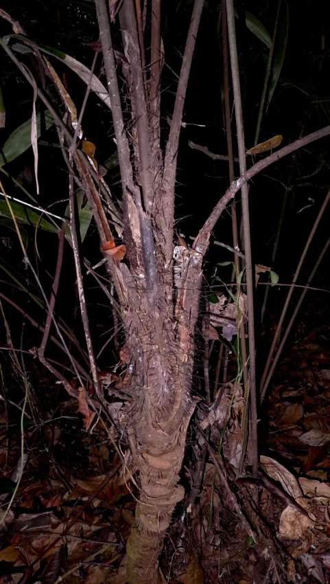 an owl is in the woods by itself