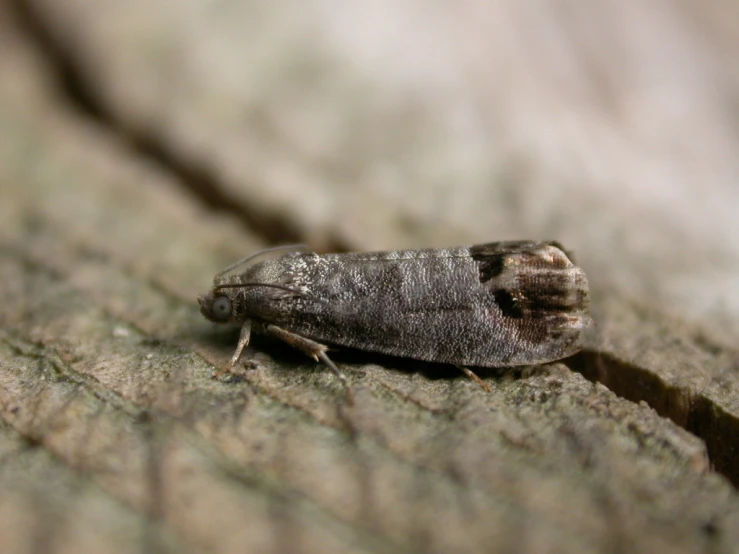 a small moth is sitting on the bark