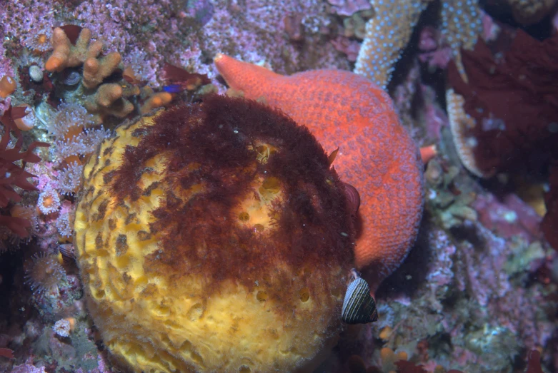 some corals with two large yellow ones are on the ocean floor
