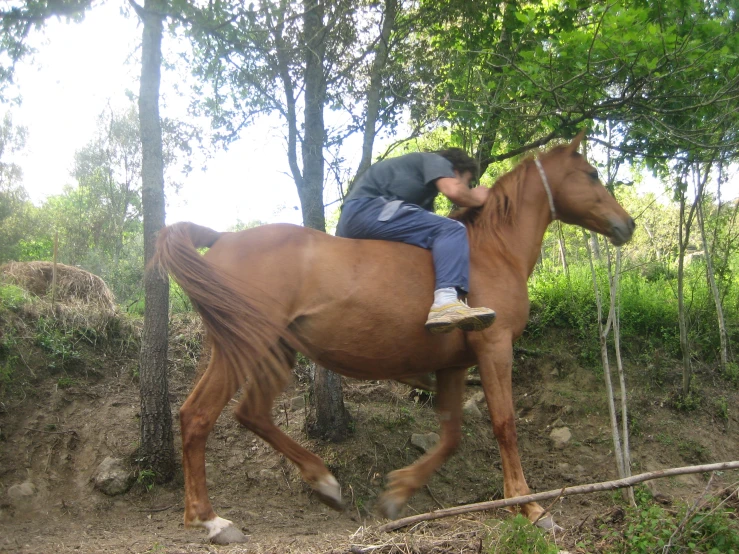 man on horse walking on trail by small tree