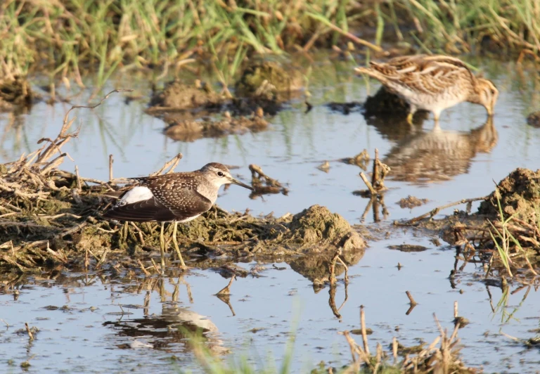 birds standing and drinking water from dles