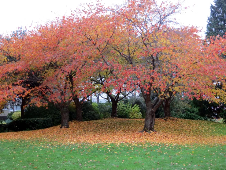 this is a picture of the park's trees in autumn