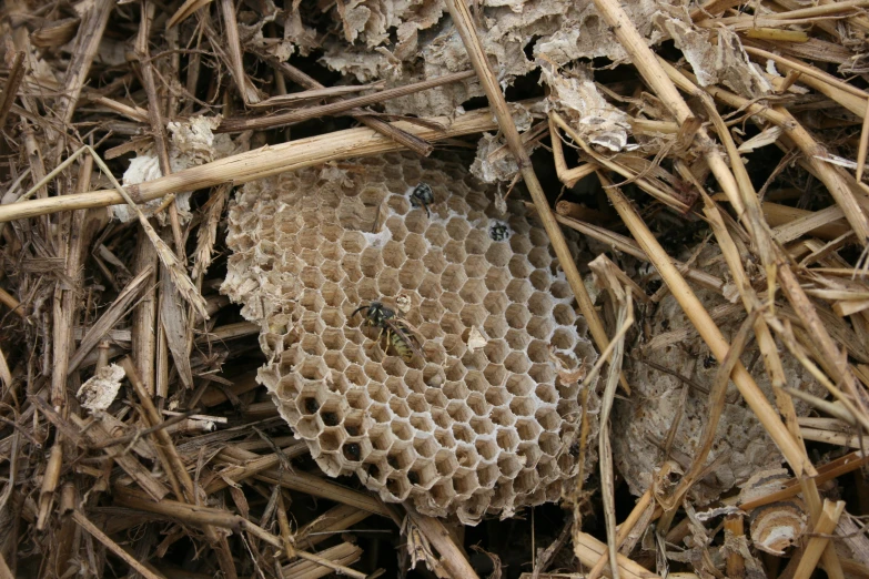 the beehive has two little black birds nesting on it