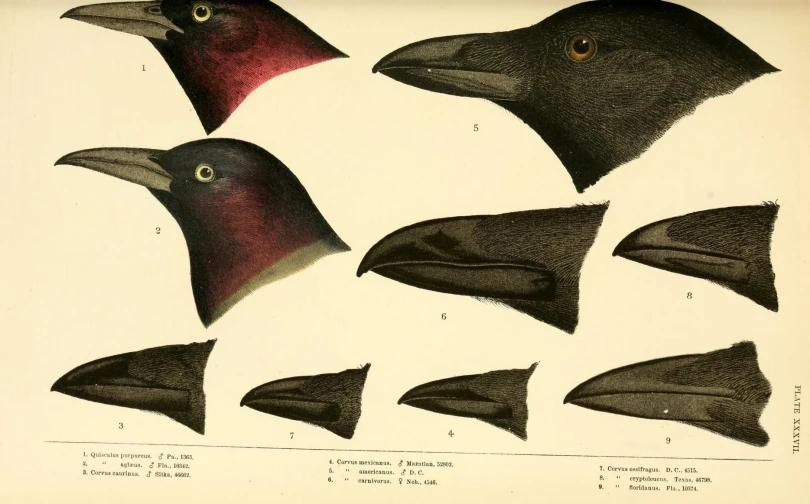 illustration of some different kinds of birds