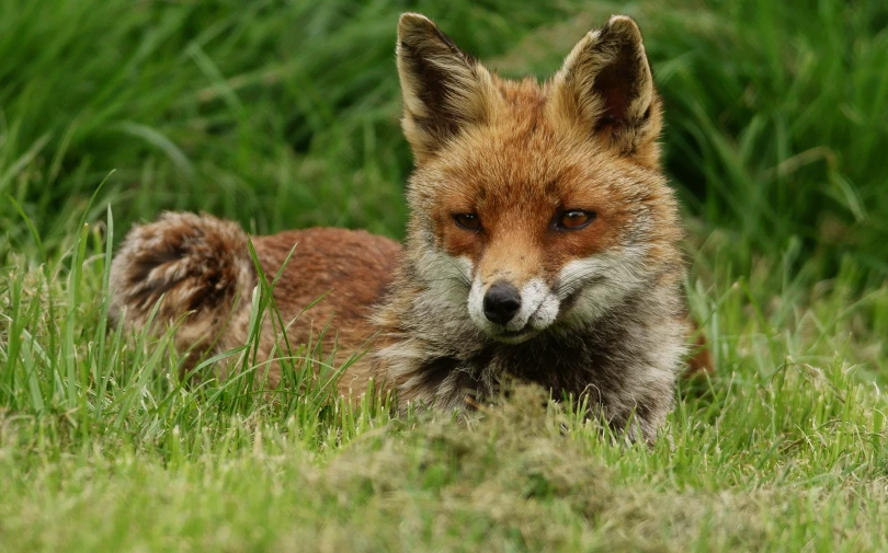 a fox is lying down in a grassy field