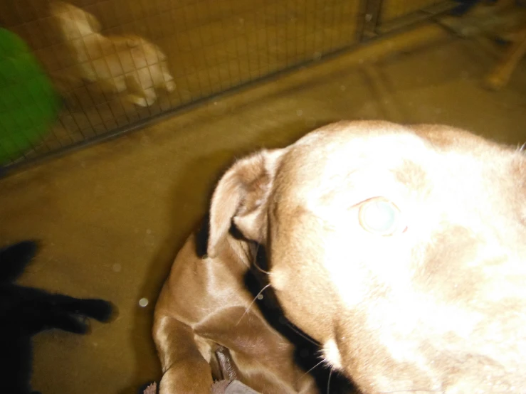 the dog looks down as it stands near two dogs in its pen
