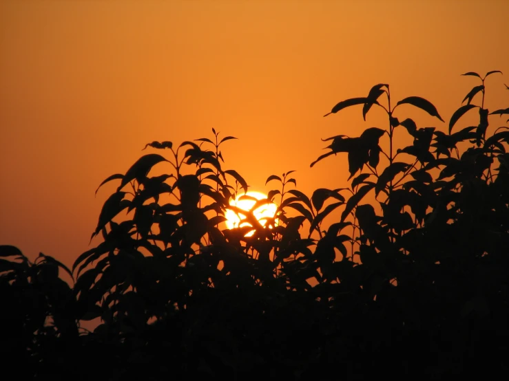 a sunset behind some trees with a single bird