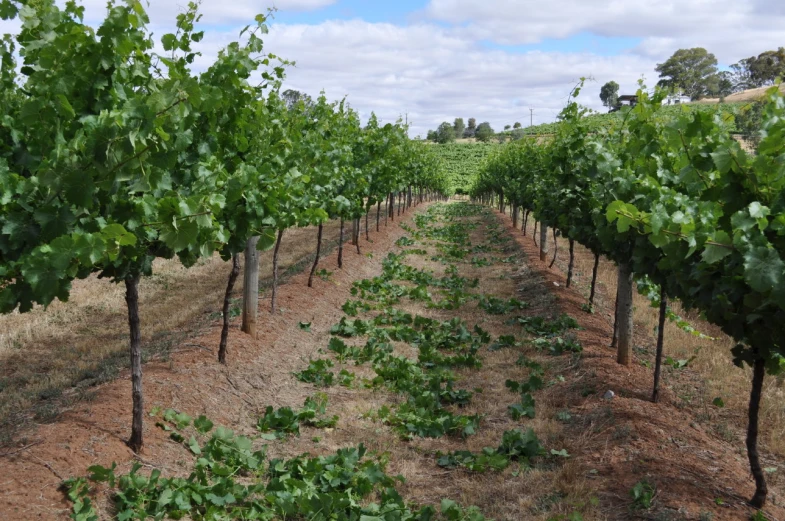 rows of trees and bushes in a field