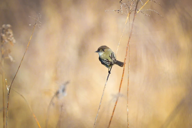 the small bird is sitting on a stem outside