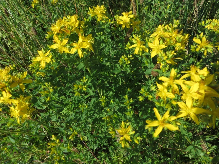 a bunch of yellow flowers in a field