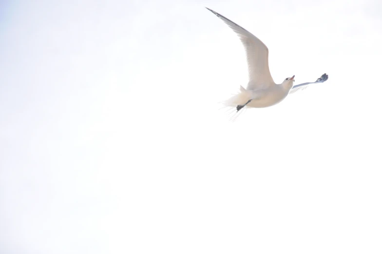 a white bird is flying through the air