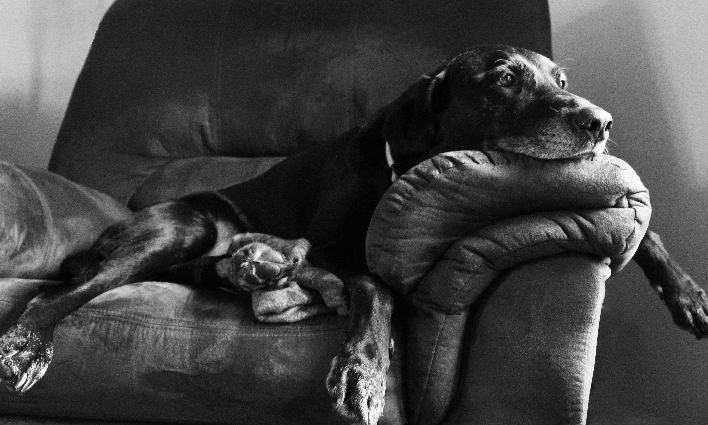 two dogs that are laying on some chairs