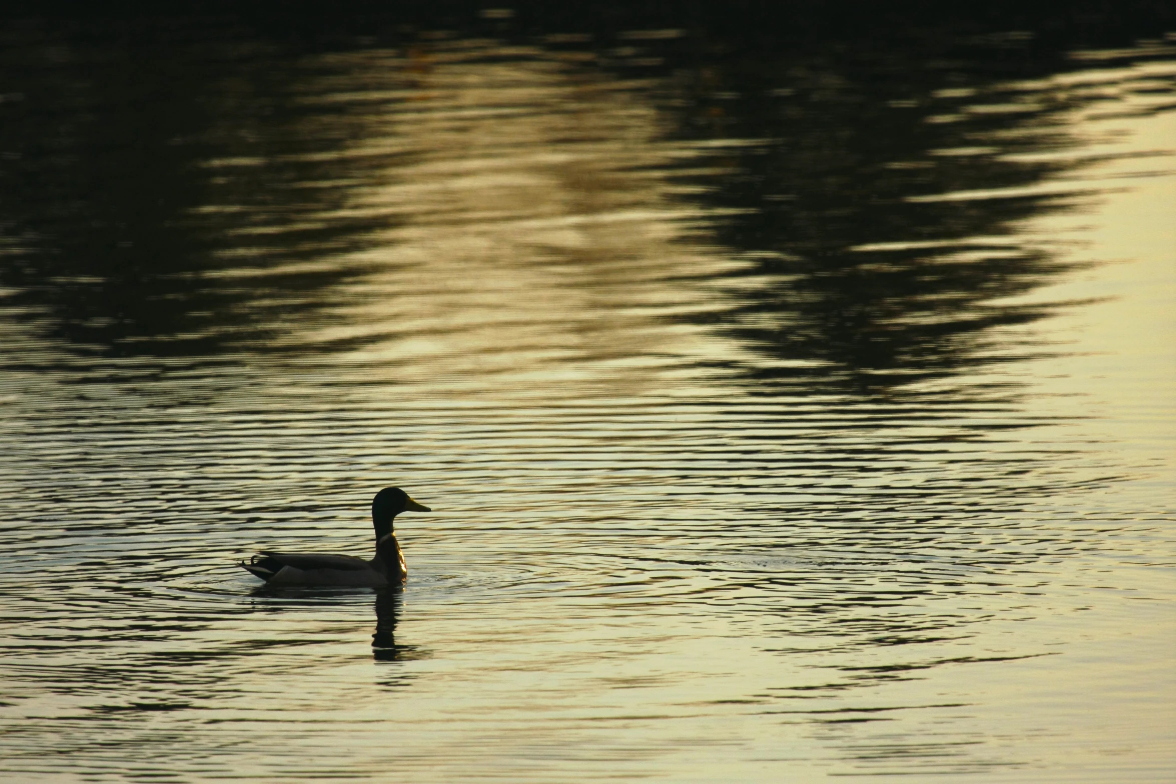 a duck floating on a body of water