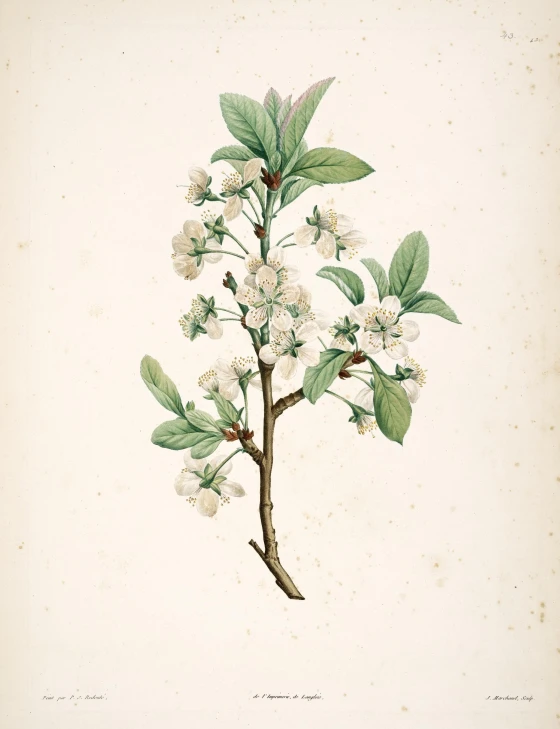 botanical drawing of a flowering plant with white flowers and leaves