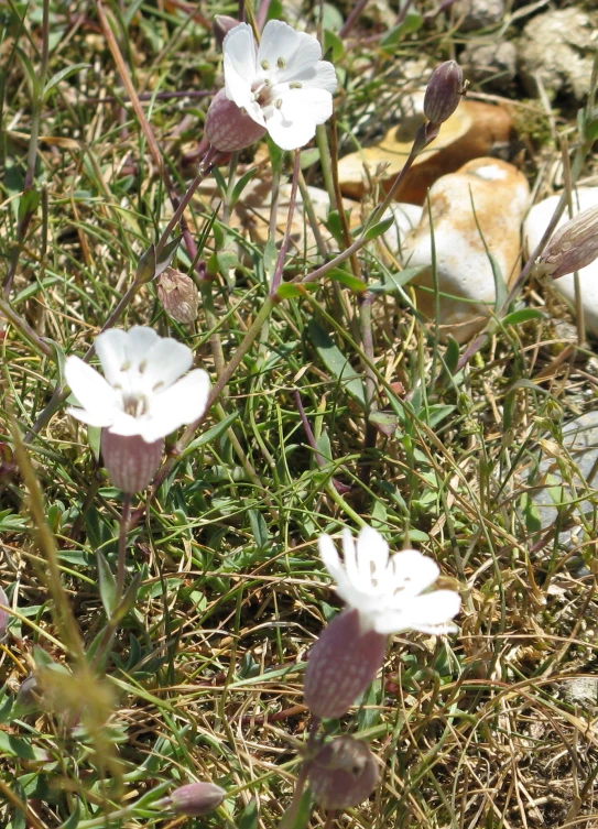 several small white flowers near a bunch of rocks