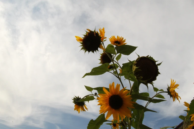 a bunch of sunflowers standing against the cloudy sky