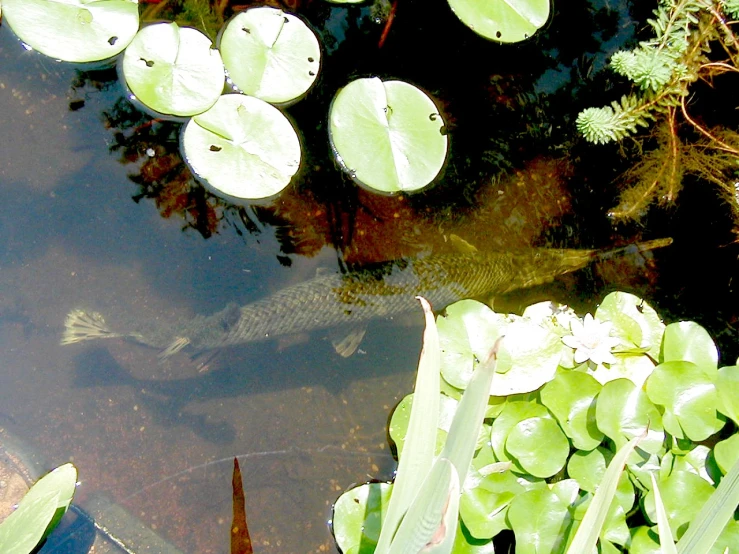 a fish swimming in some water surrounded by lily pad