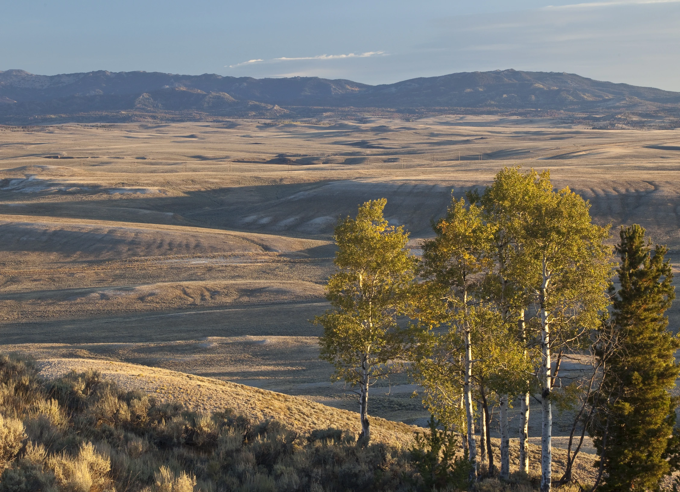 a tree stands in the middle of a vast landscape