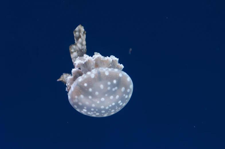 a jellyfish with white dots swimming on blue water