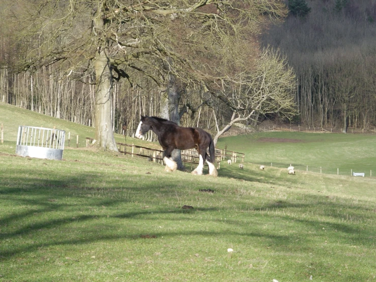 a horse standing on top of a lush green hillside