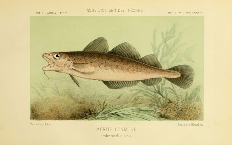 an illustration of a fish with its mouth open