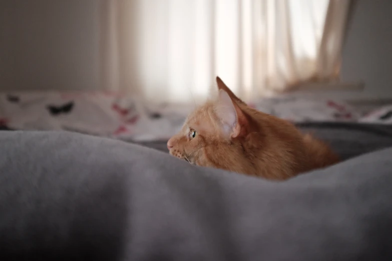 an orange cat laying on top of blankets next to a window