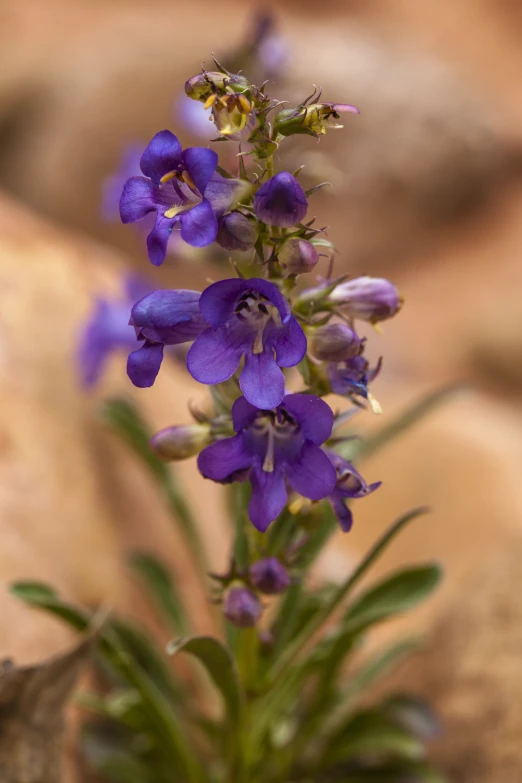 this is an image of a purple flower