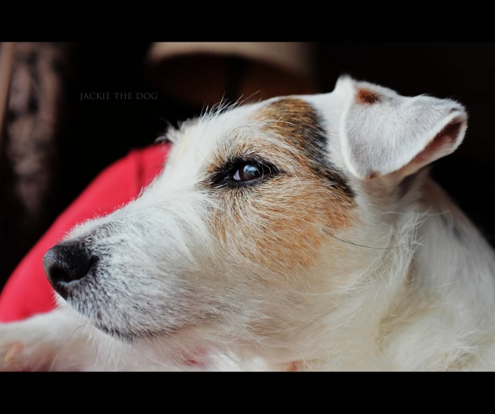 a closeup of a dog's face, with a black background