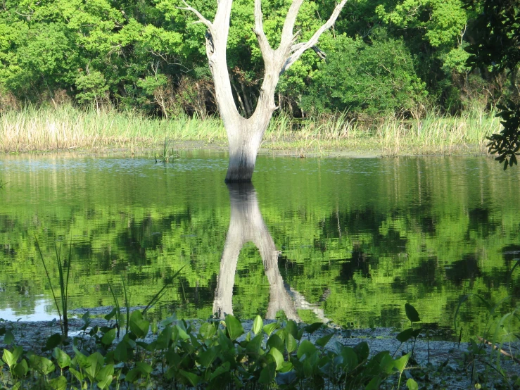 the reflection of a tree in the water