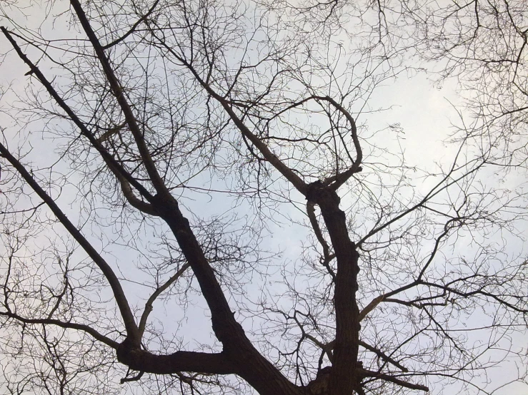 a tree in winter looking up to its nches