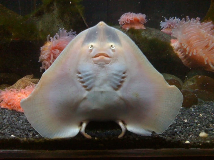 a white and brown fish swimming in an aquarium