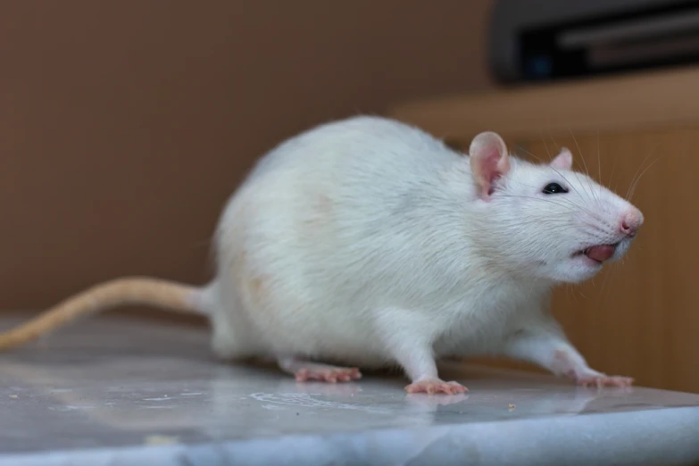 a white rat sitting on top of a counter