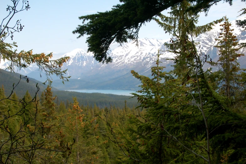 the mountains rise behind the green forest