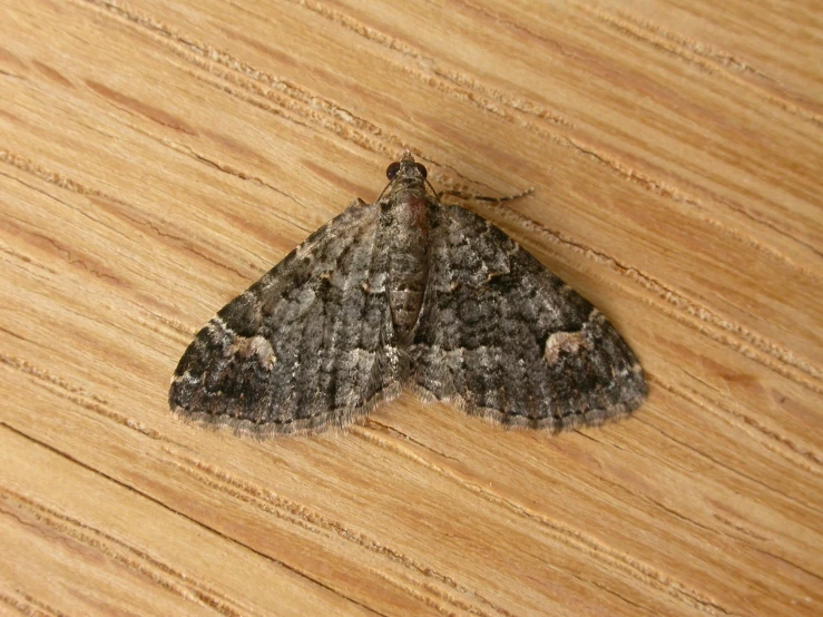 a close up of a small dark animal on a table