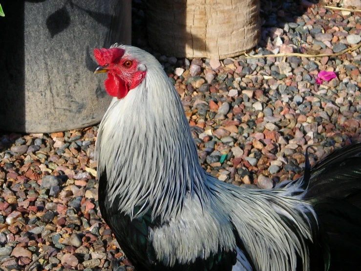 there is a large rooster standing outside in the gravel
