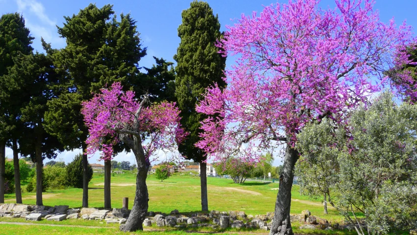 a group of trees that are next to each other