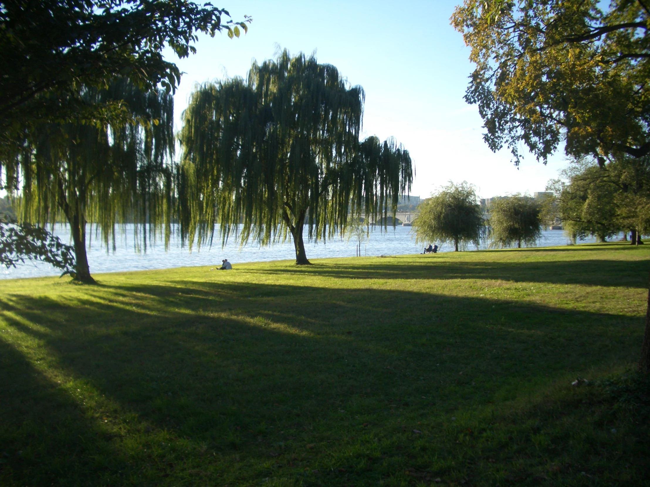 two trees in the middle of a grass area