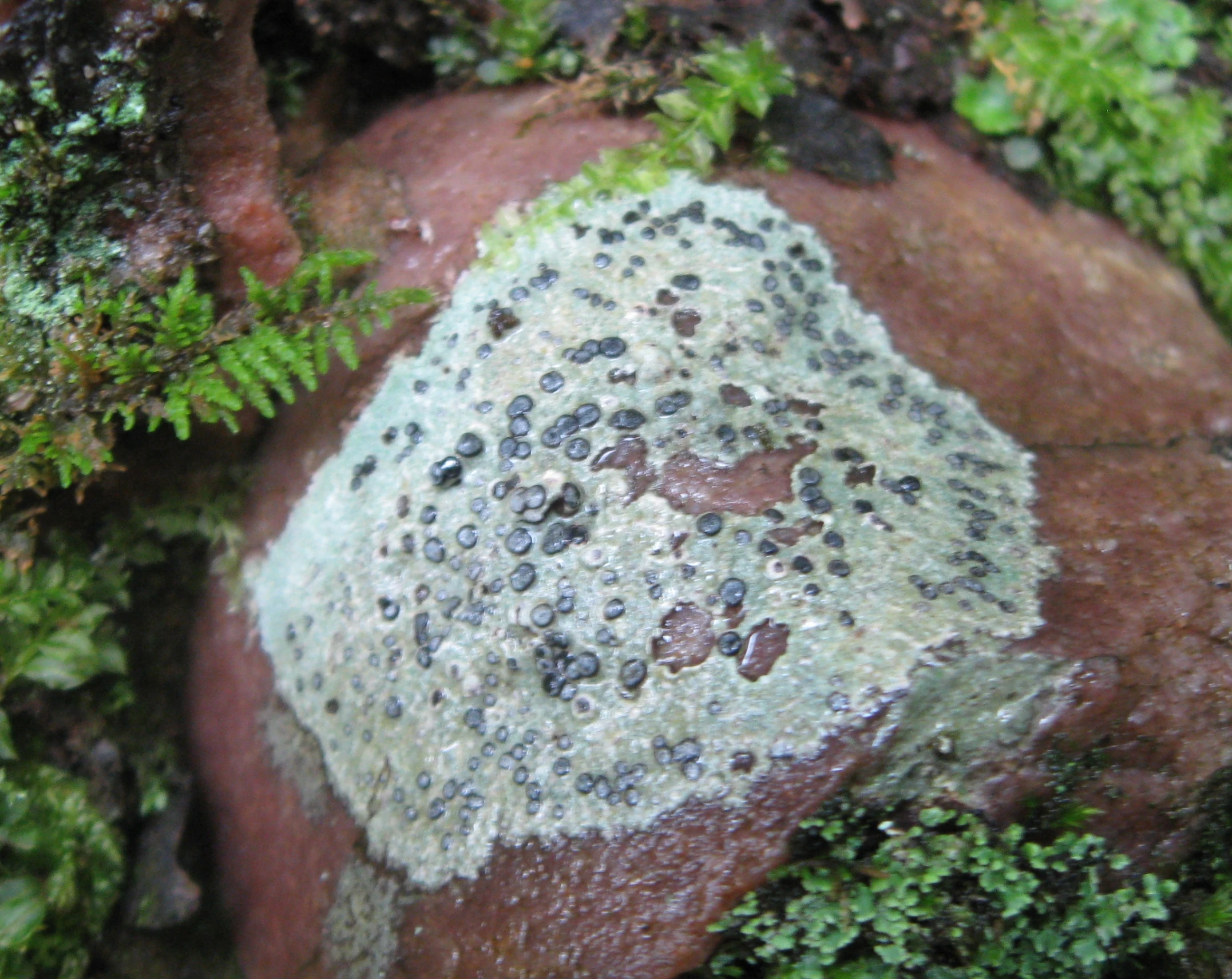 a rock with rocks and trees around it