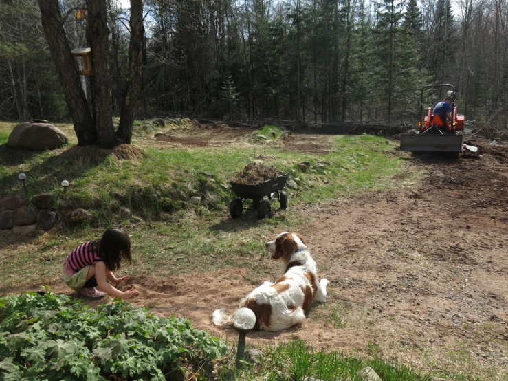 a dog is playing with a child in the backyard