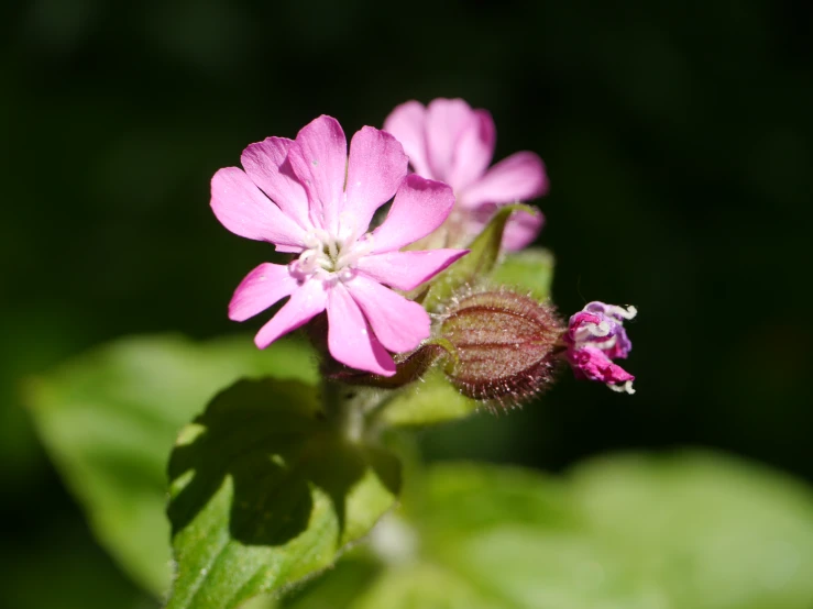 two pink flowers with green leaves surrounding them