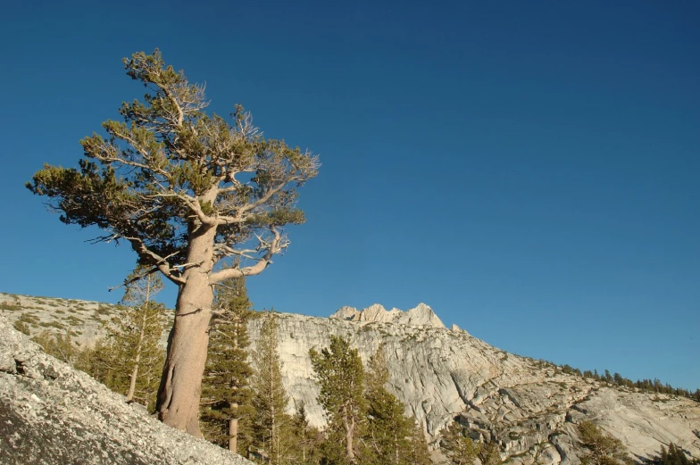 a very tall tree sitting on top of a rock