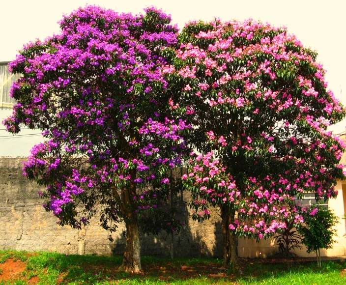 a purple flowering tree is in front of a stone building