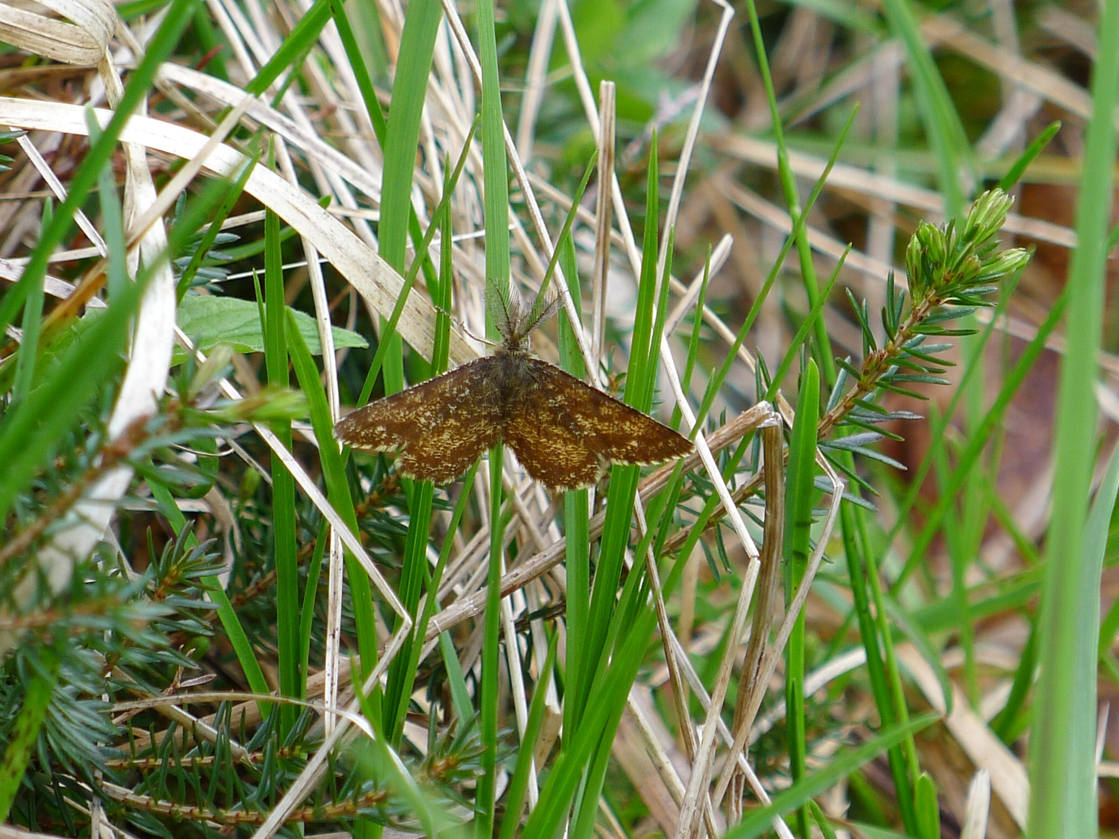 a moth that is sitting on the grass