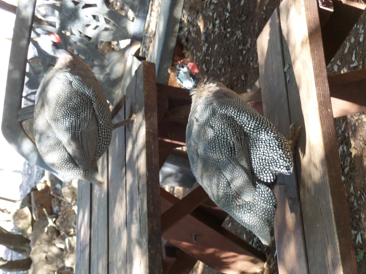 a close up of two hats on a wooden structure